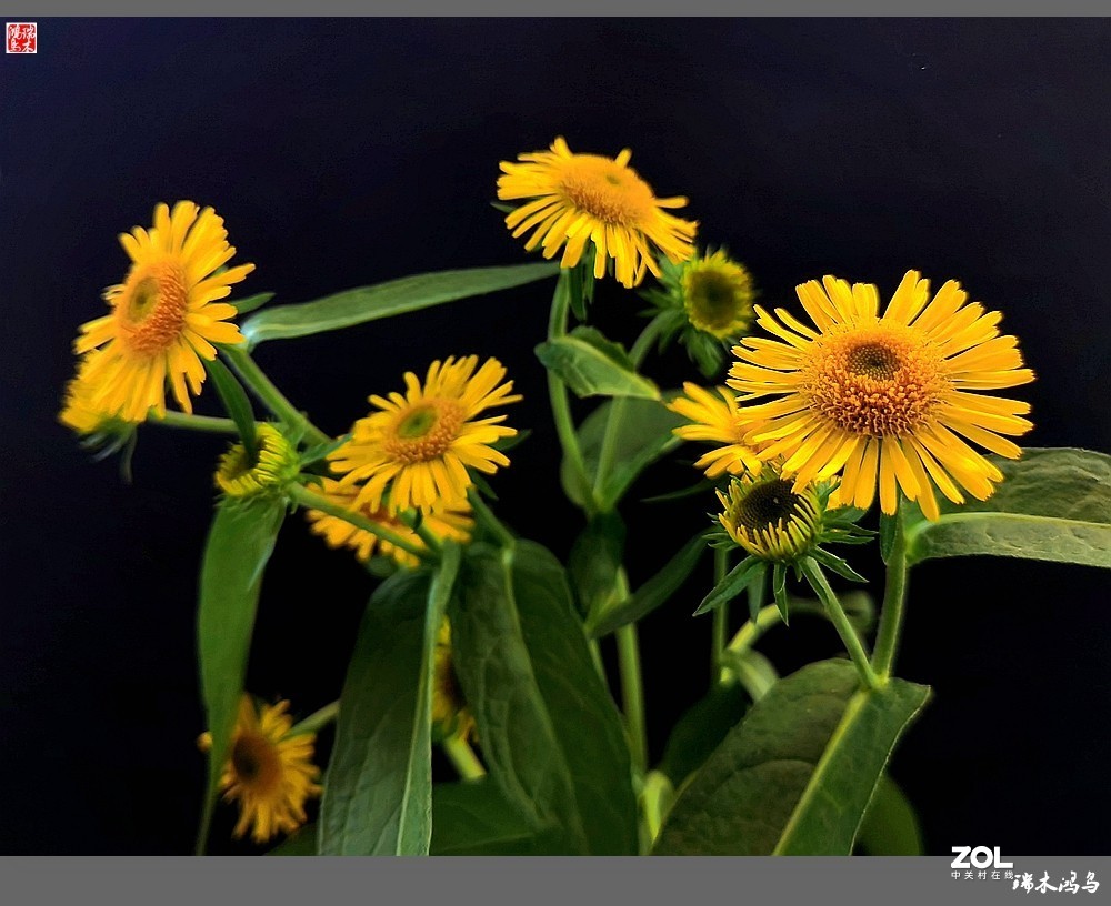 【小院的花】6.平凡的野菊花——旋覆花