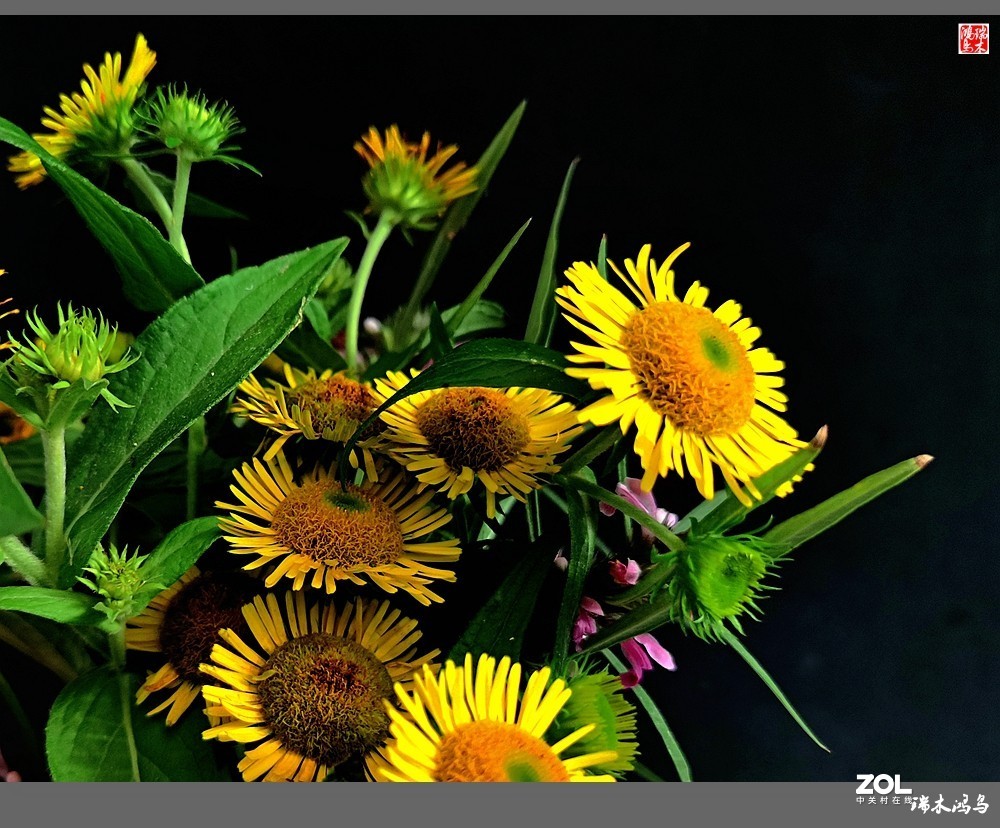 【小院的花】6.平凡的野菊花——旋覆花