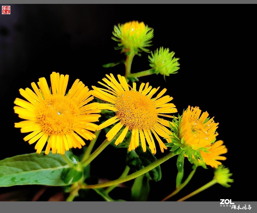 【小院的花】6.平凡的野菊花——旋覆花