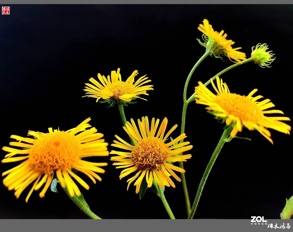 【小院的花】6.平凡的野菊花——旋覆花