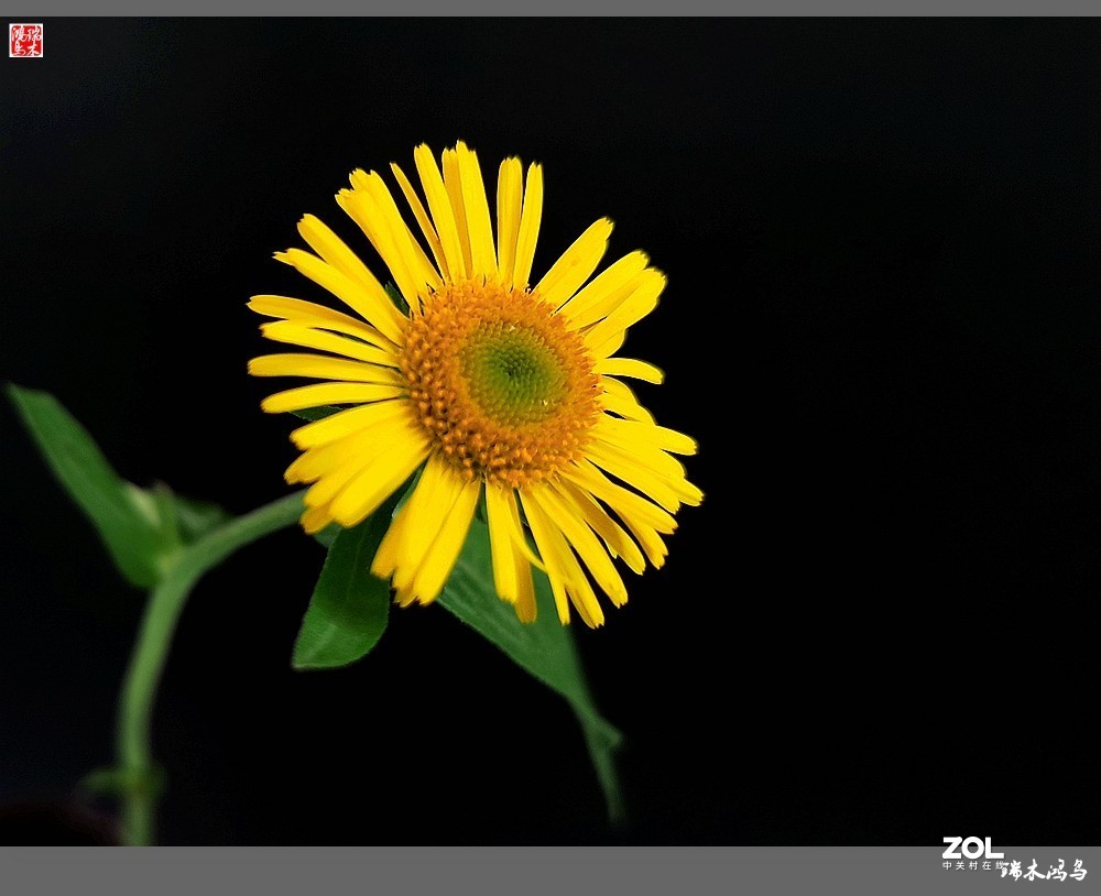 【小院的花】6.平凡的野菊花——旋覆花
