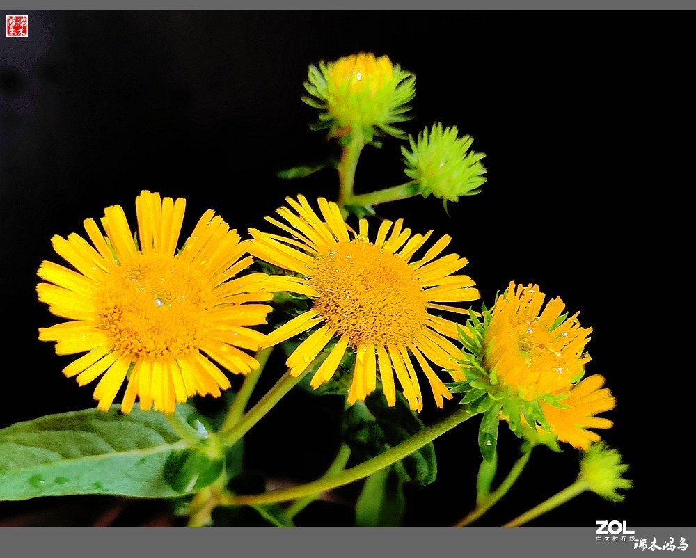 【小院的花】6.平凡的野菊花——旋覆花