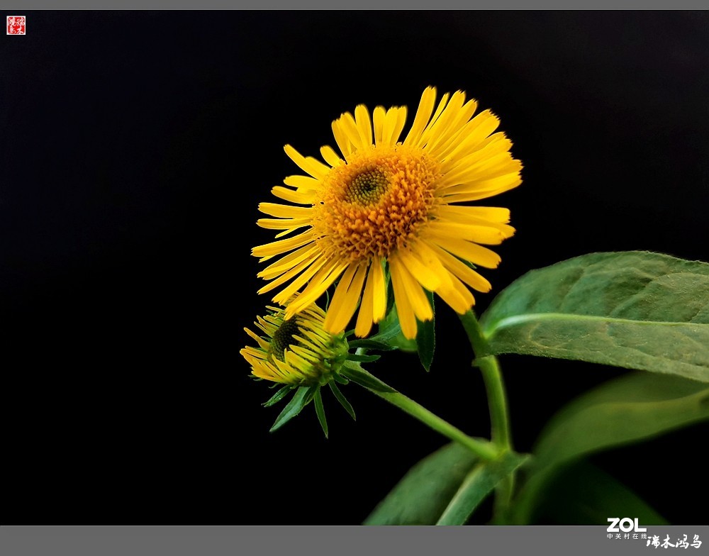 【小院的花】6.平凡的野菊花——旋覆花