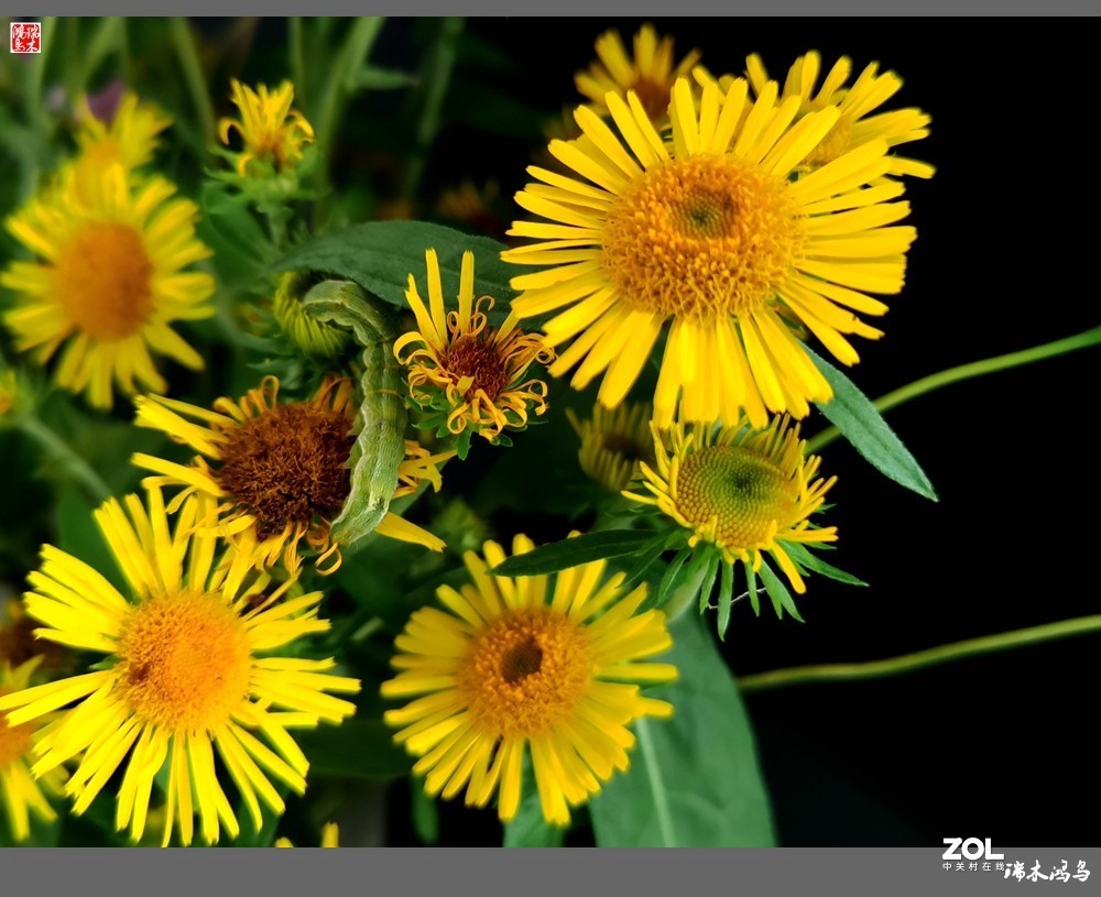 【小院的花】6.平凡的野菊花——旋覆花