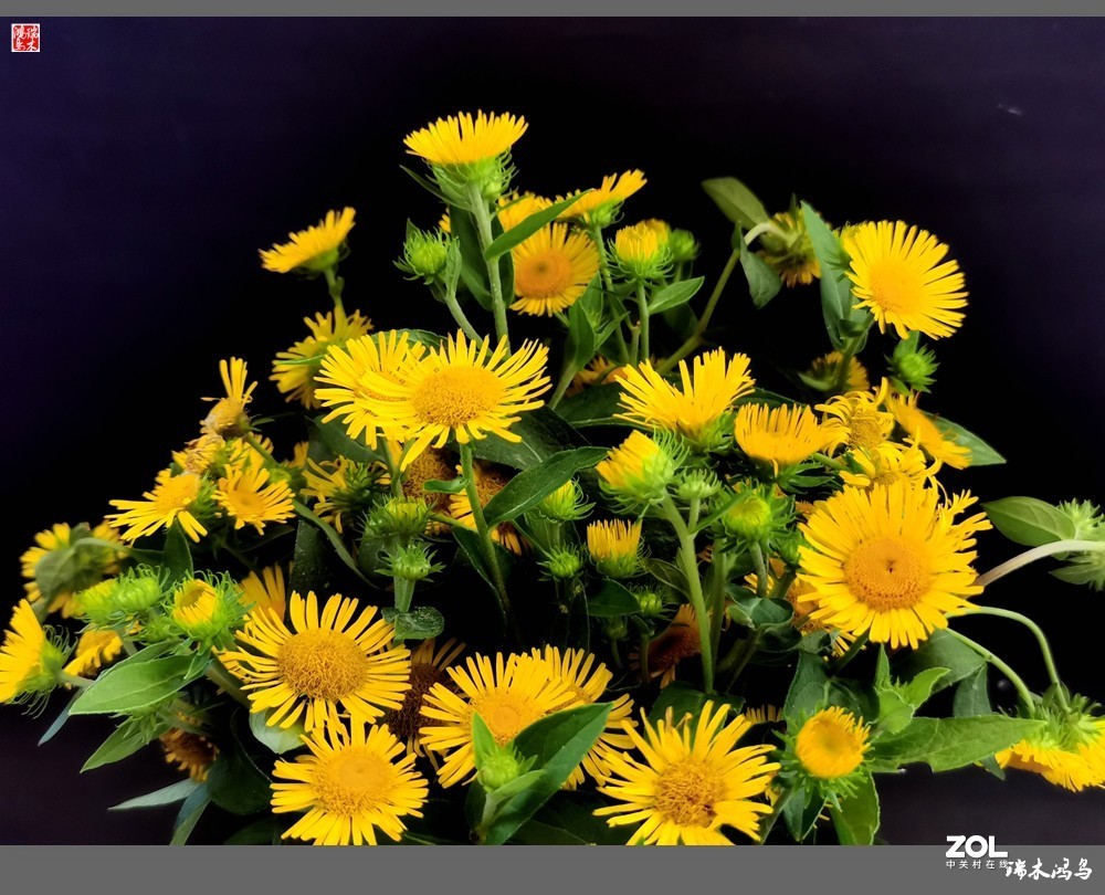 【小院的花】6.平凡的野菊花——旋覆花