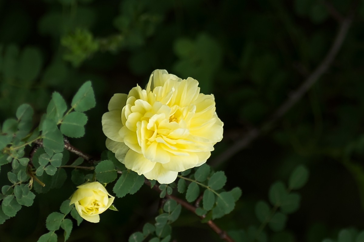 黄蔷薇永恒的微笑