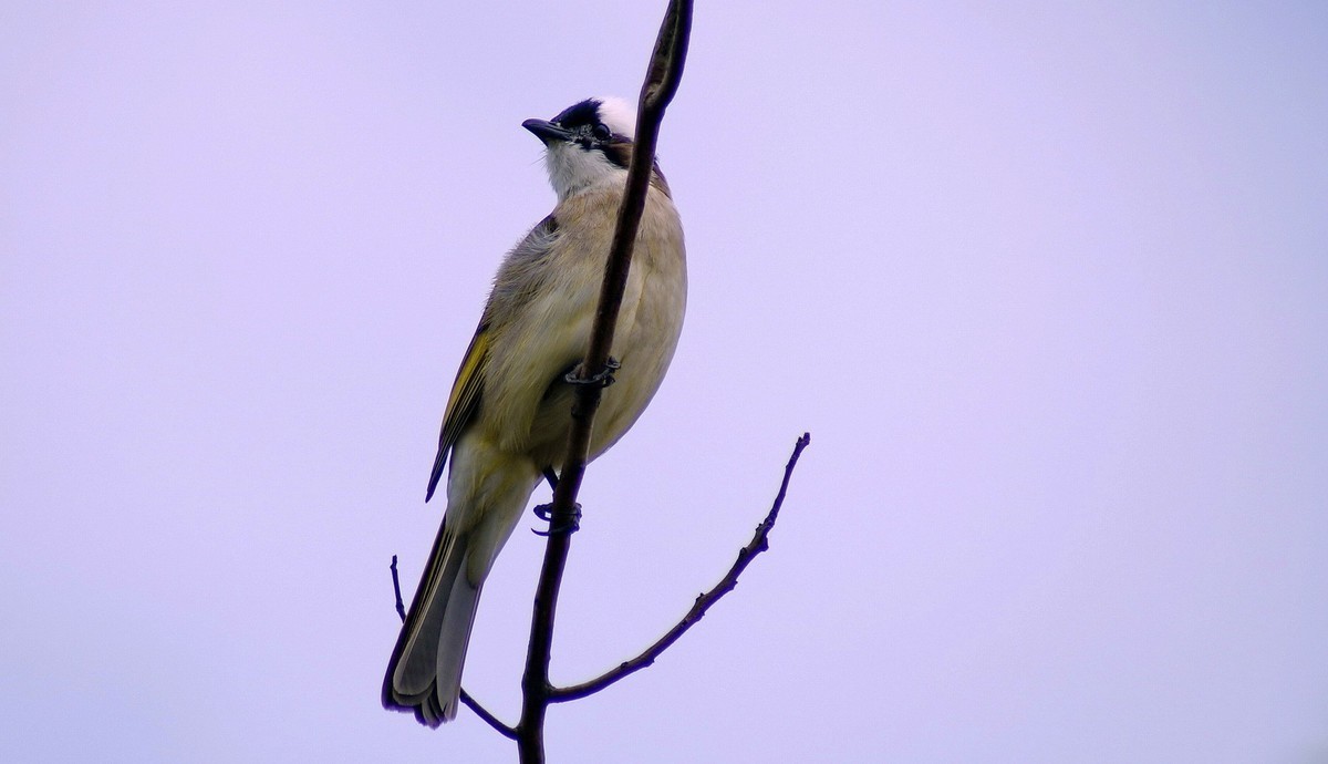 躲藏樹下抓拍白頭鳥