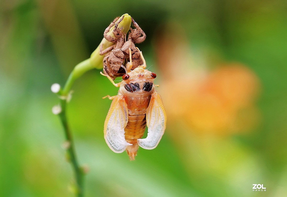 金蝉脱壳21.