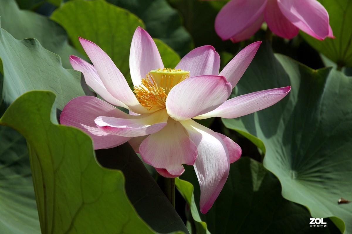 老单反拍的荷花请诸位老师指教