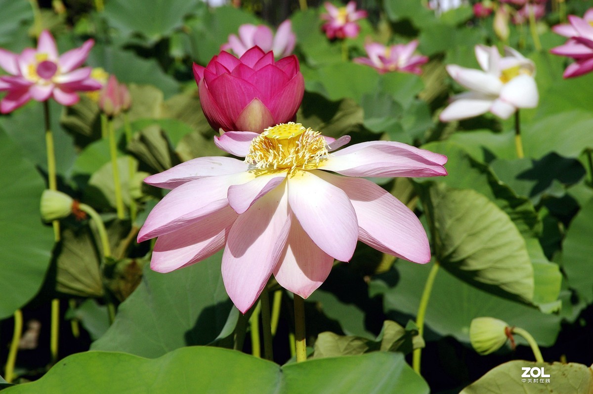 老单反拍的荷花请诸位老师指教