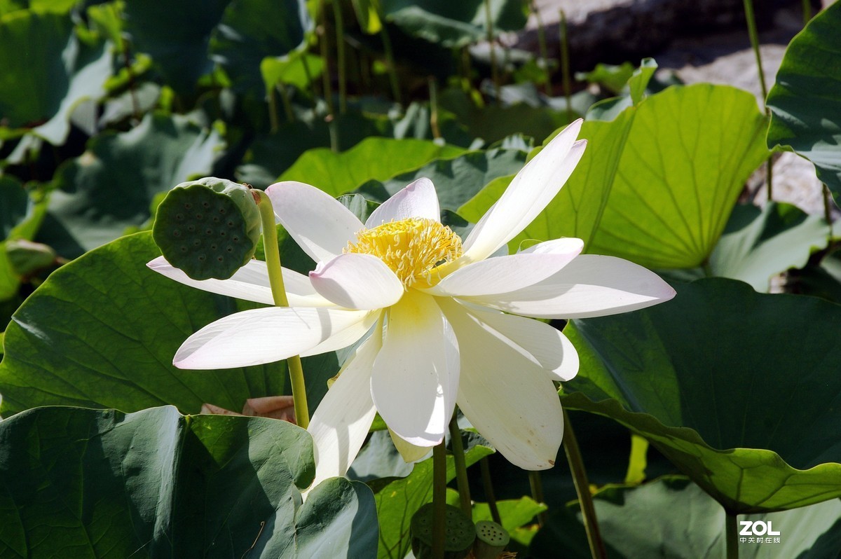 老单反拍的荷花请诸位老师指教