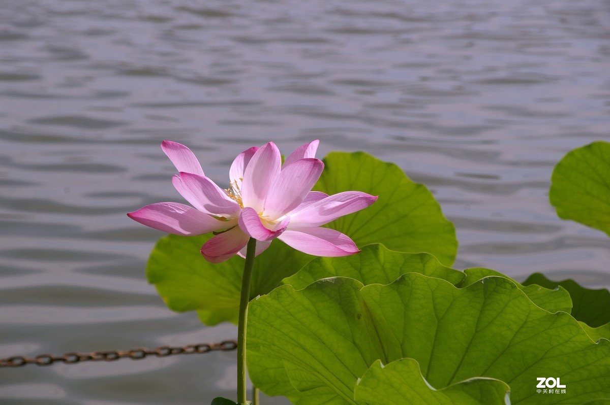 老单反拍的荷花请诸位老师指教