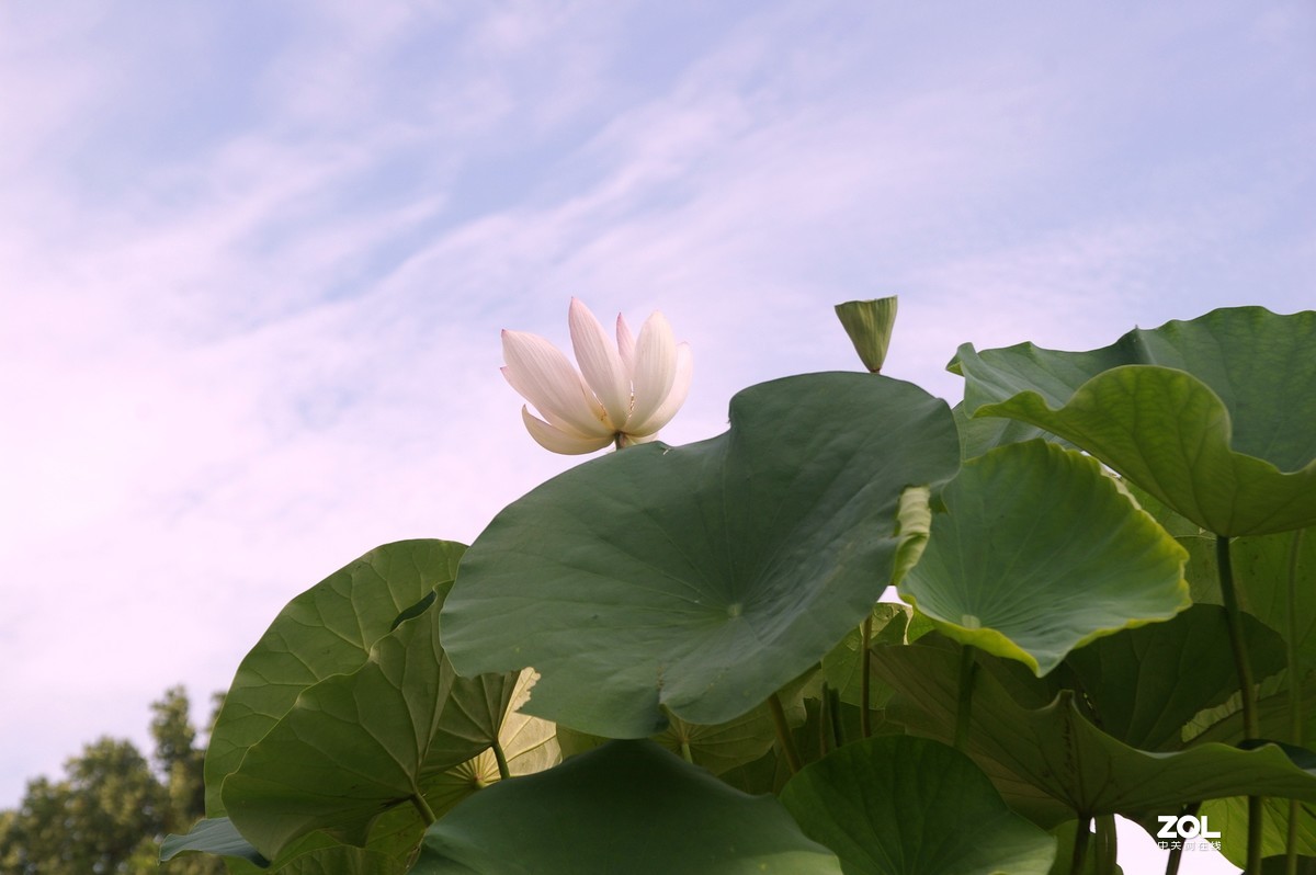 老单反拍的荷花请诸位老师指教