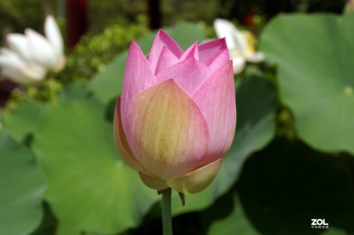 老单反拍的荷花请诸位老师指教