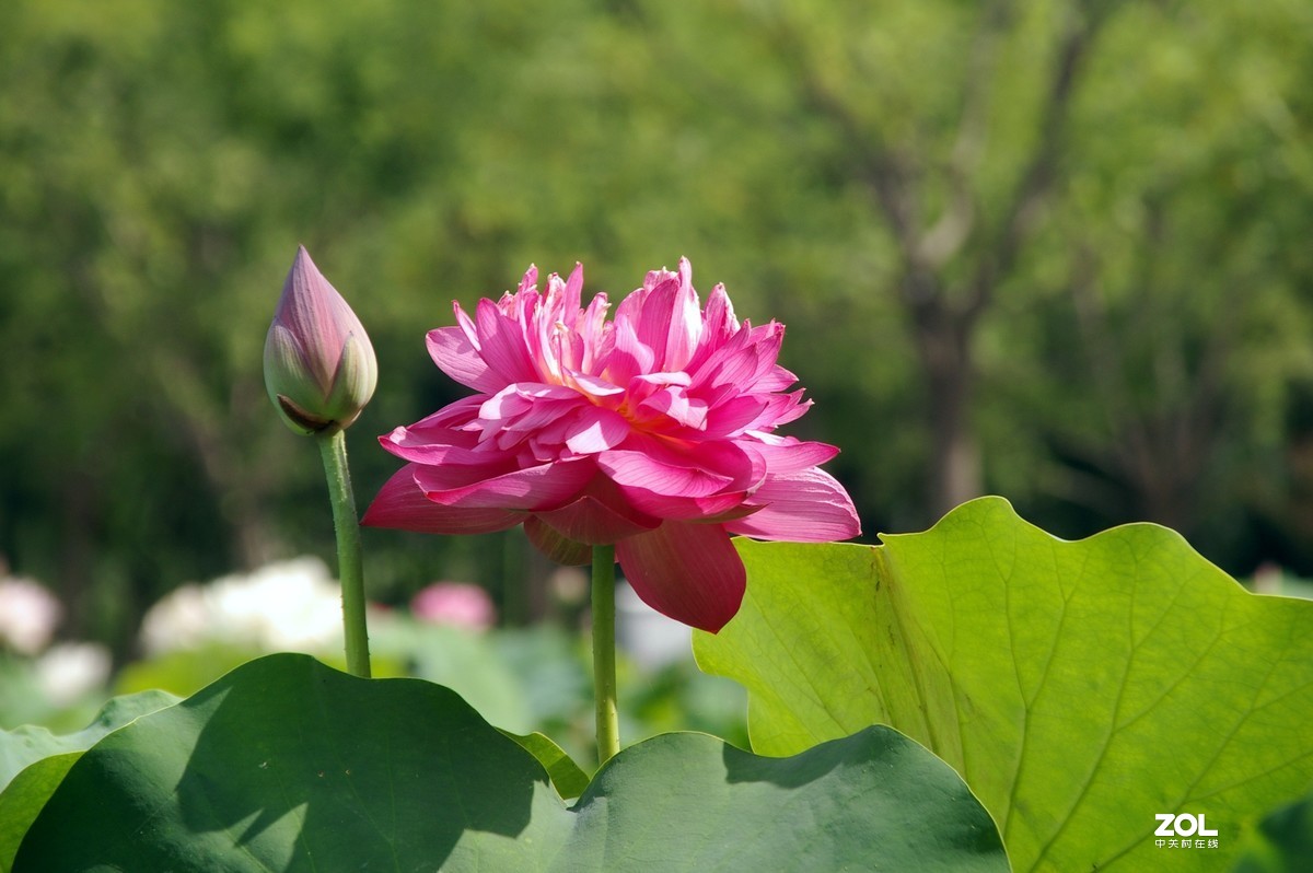 老单反拍的荷花请诸位老师指教