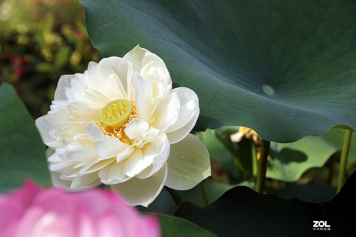 老单反拍的荷花请诸位老师指教