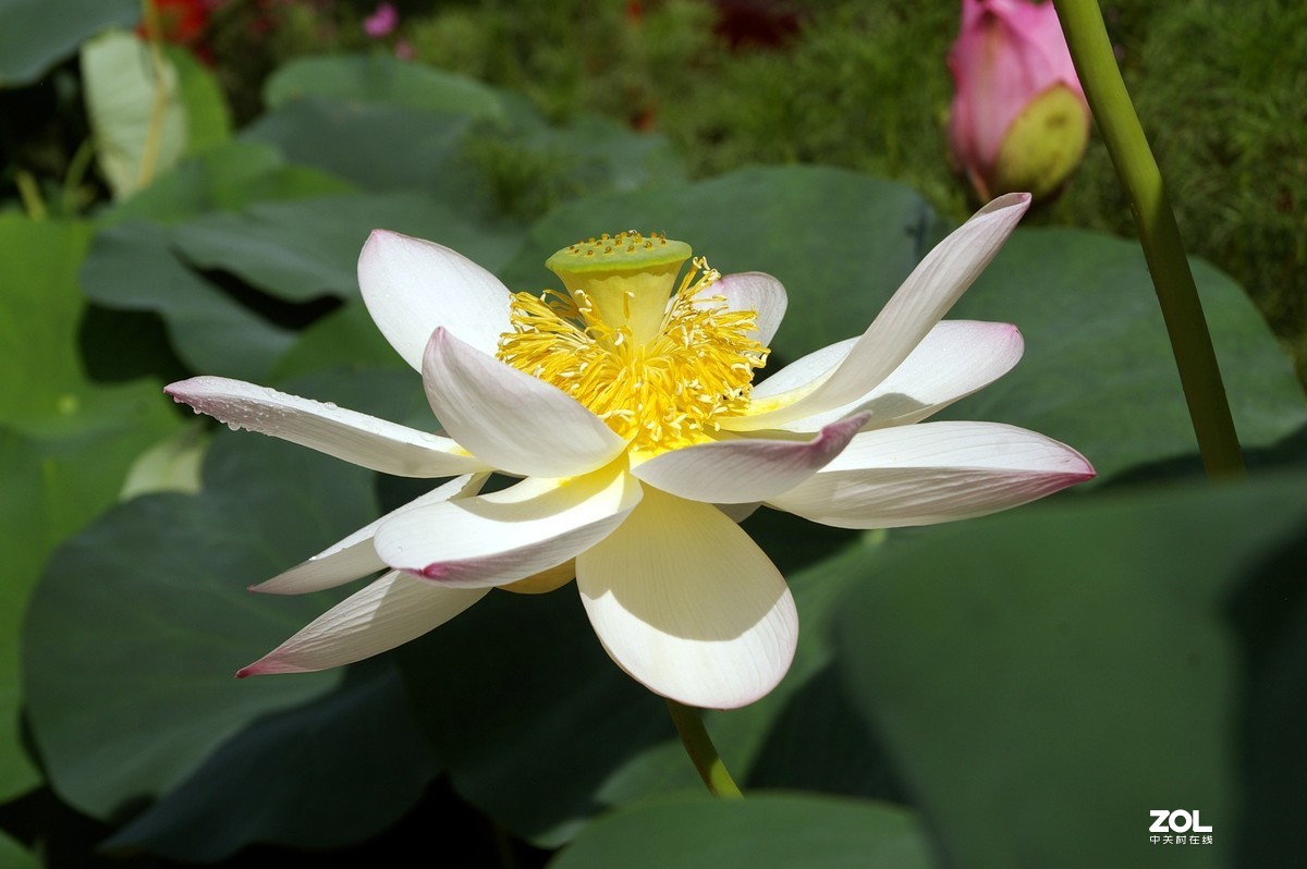 老单反拍的荷花请诸位老师指教