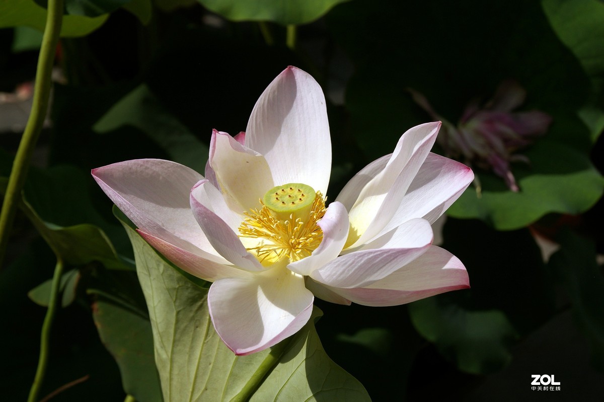 老单反拍的荷花请诸位老师指教