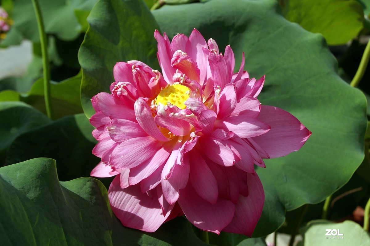 老单反拍的荷花请诸位老师指教