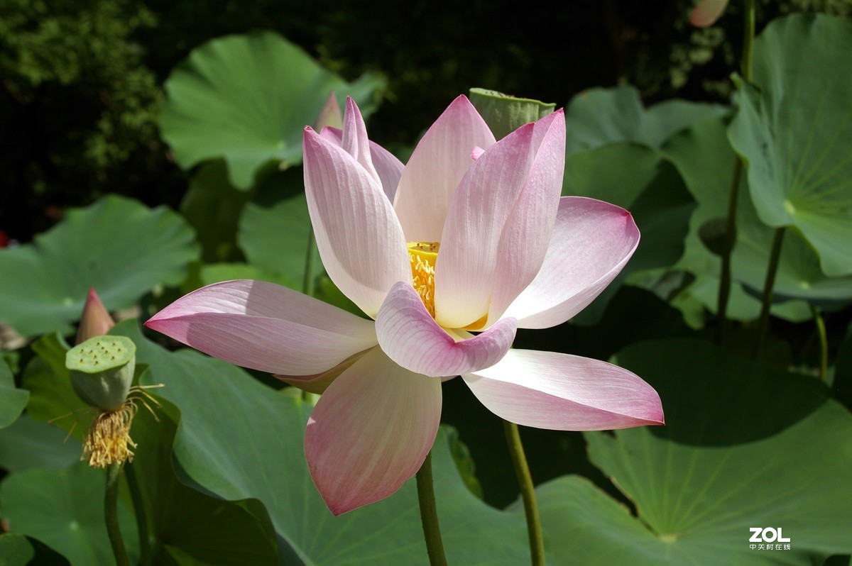 老单反拍的荷花请诸位老师指教