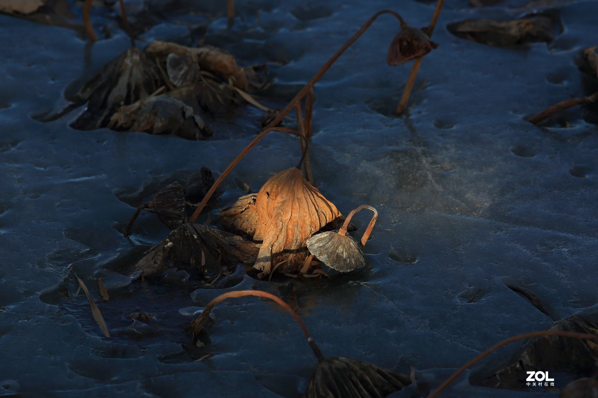 冬日莲蓬阳光投射效果照片