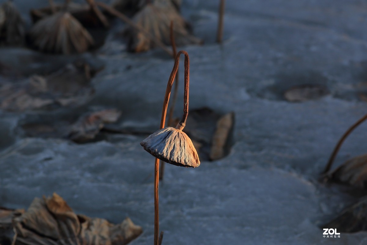 冬日莲蓬阳光投射效果照片