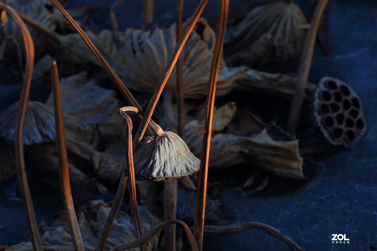 冬日莲蓬阳光投射效果照片