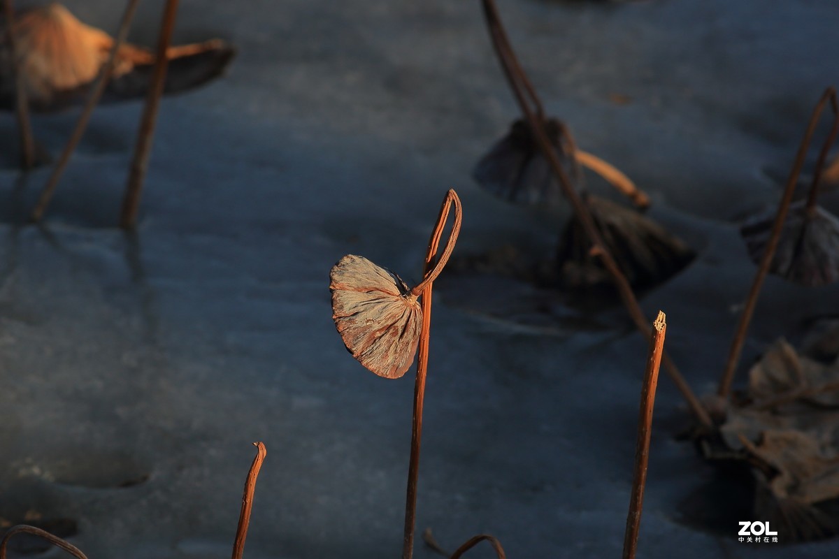 冬日莲蓬阳光投射效果照片