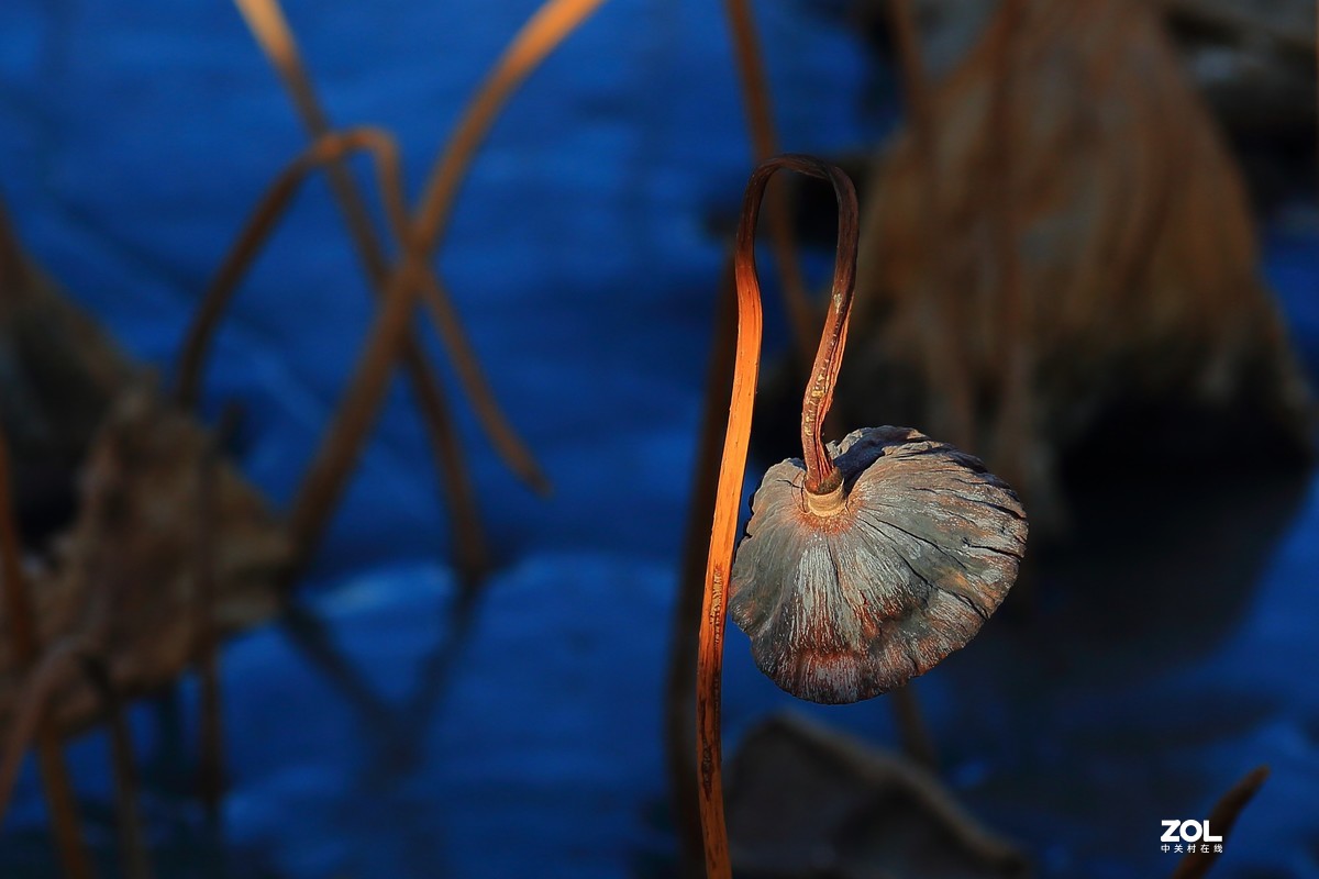 冬日莲蓬阳光投射效果照片