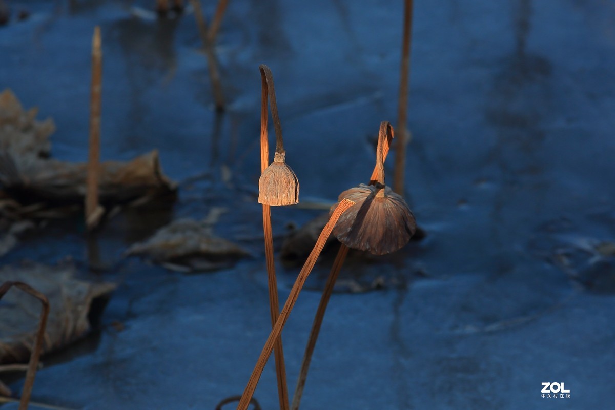 冬日莲蓬阳光投射效果照片