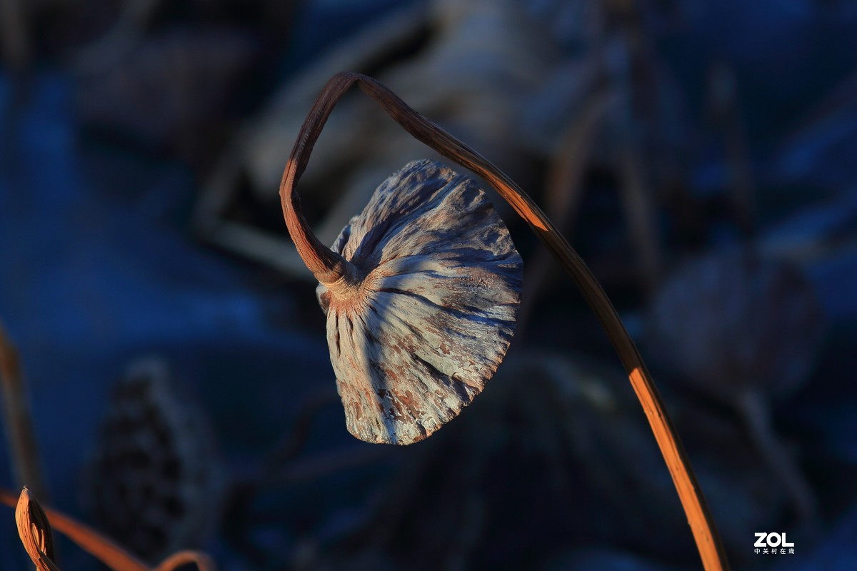 冬日莲蓬阳光投射效果照片