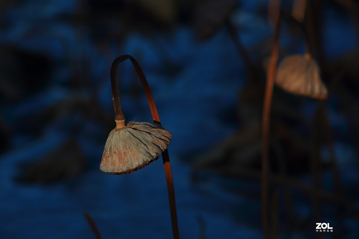 冬日莲蓬阳光投射效果照片