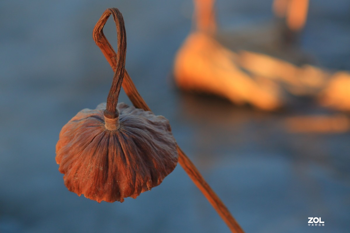 冬日莲蓬阳光投射效果照片