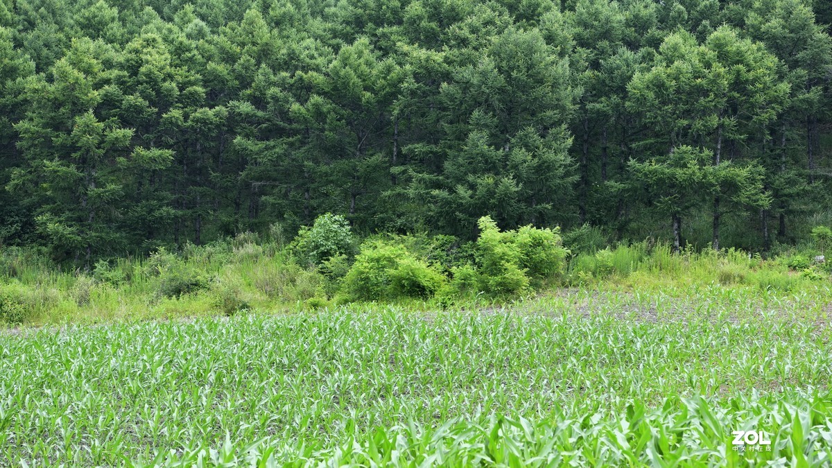 绿油油的田野