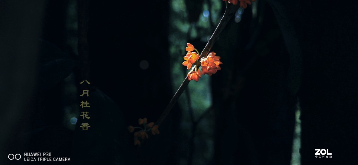八月桂花香