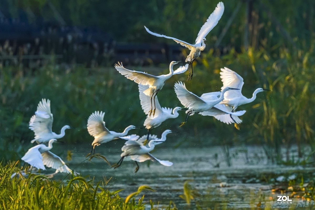 群飞的白鹭二