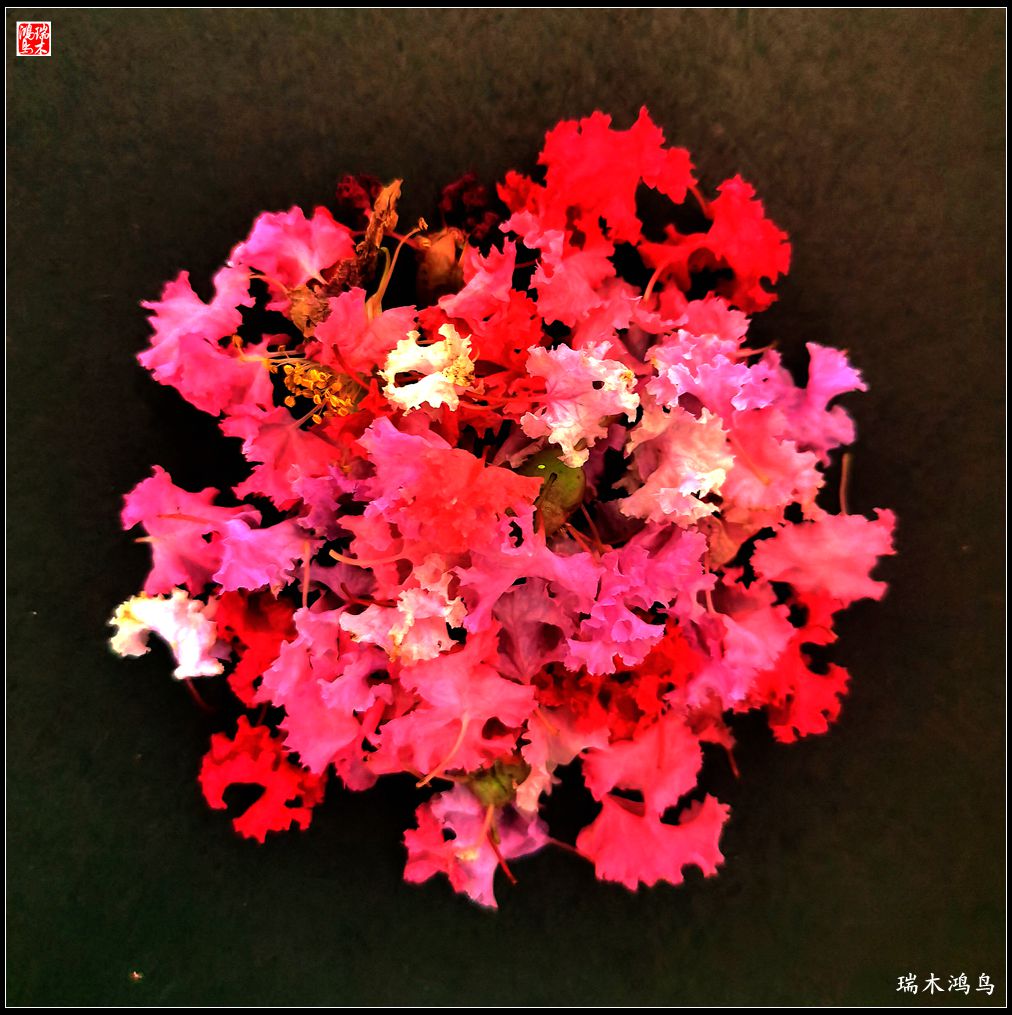 【手机随拍】2021年之花季——紫薇幽香扑面来