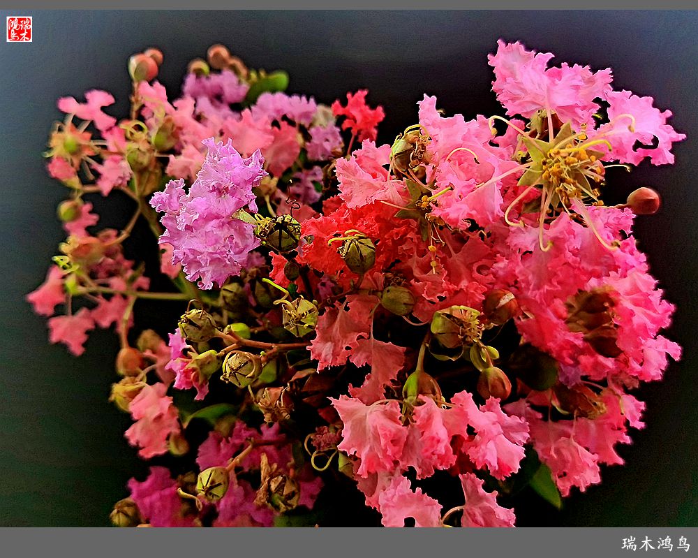 【手机随拍】2021年之花季——紫薇幽香扑面来