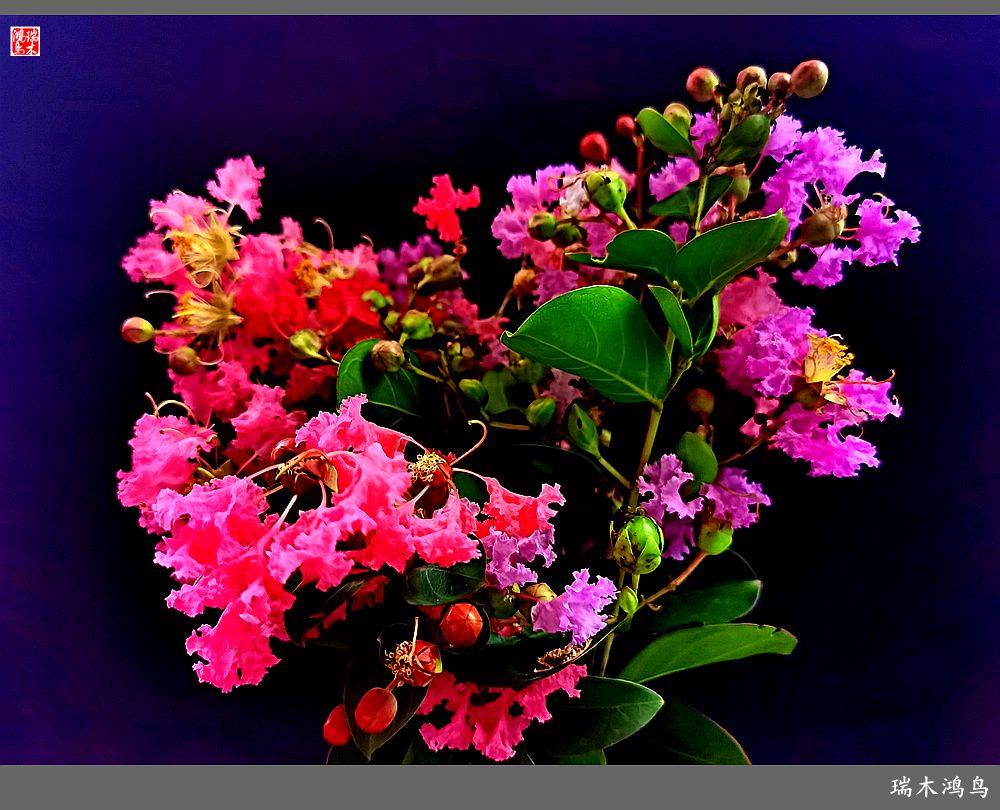 【手机随拍】2021年之花季——紫薇幽香扑面来