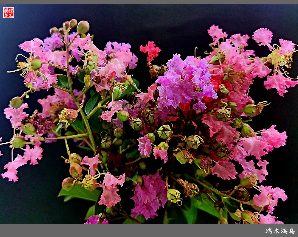 【手机随拍】2021年之花季——紫薇幽香扑面来