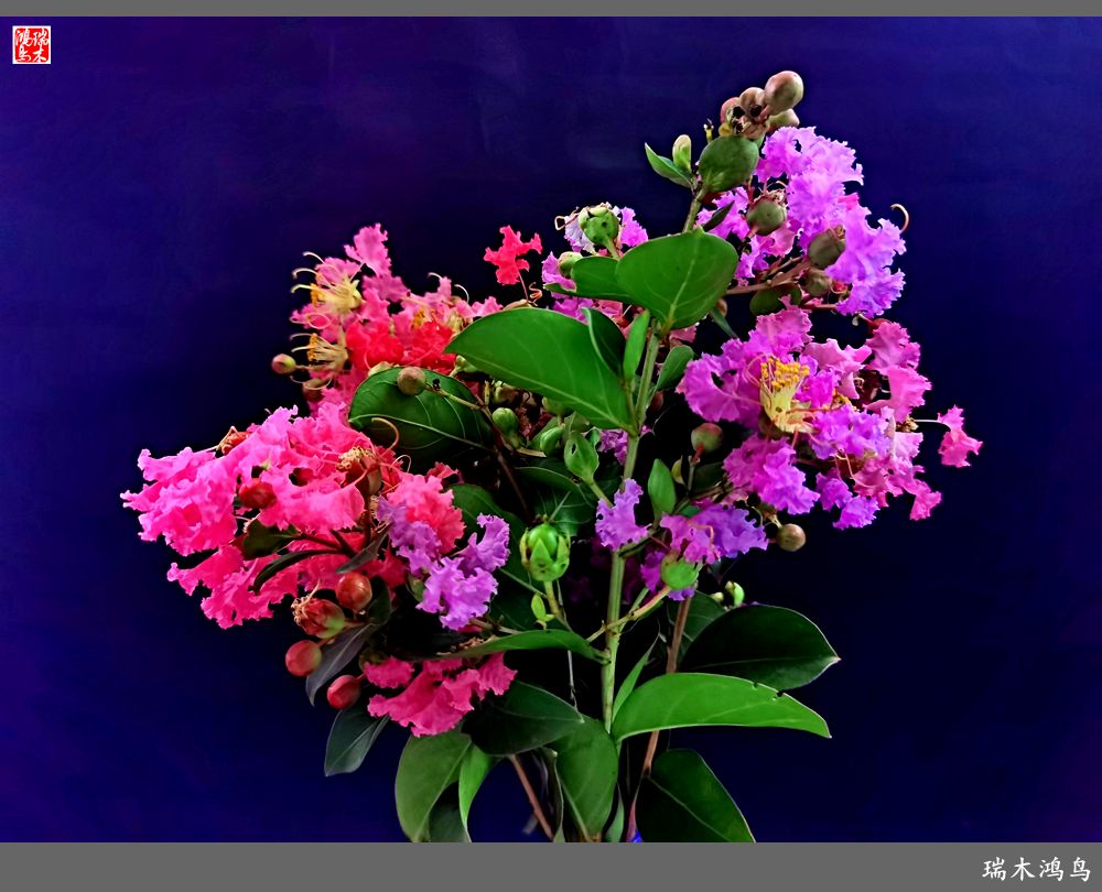 【手机随拍】2021年之花季——紫薇幽香扑面来