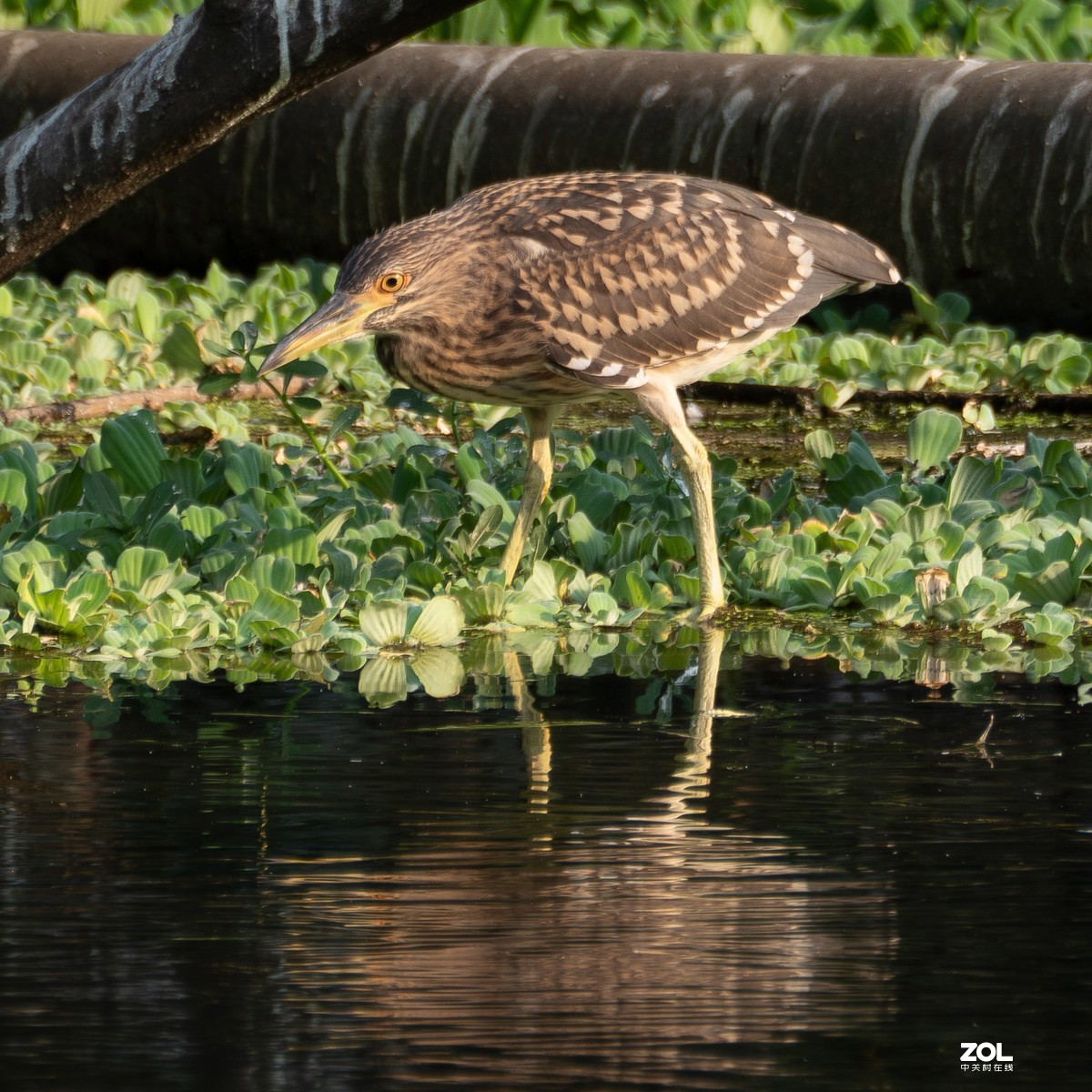 广州流花湖公园之夏
