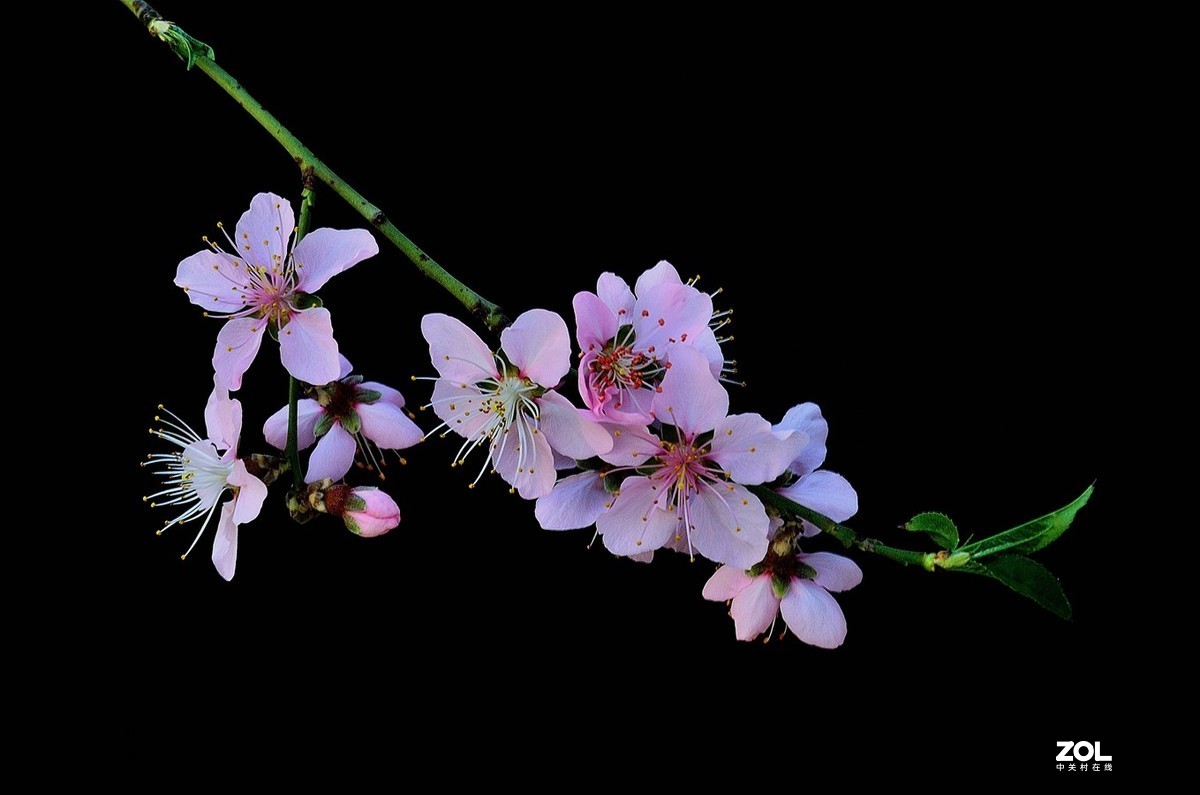 桃花红梨花白