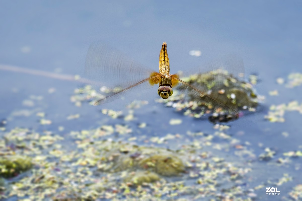 #微中有你#    蜻蜓