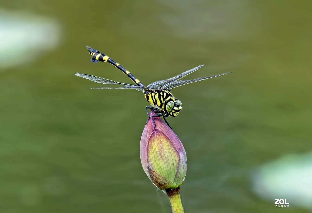 #微中有你#    蜻蜓