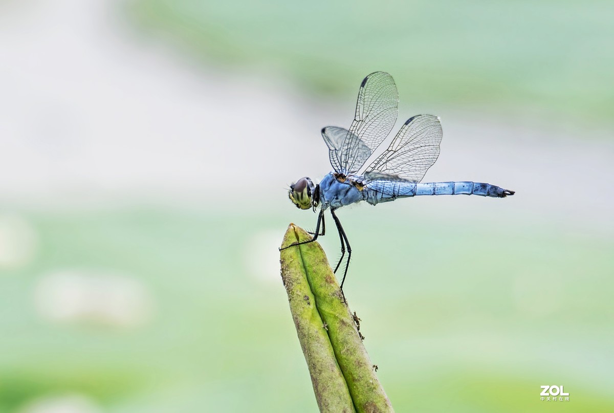 #微中有你#    蜻蜓