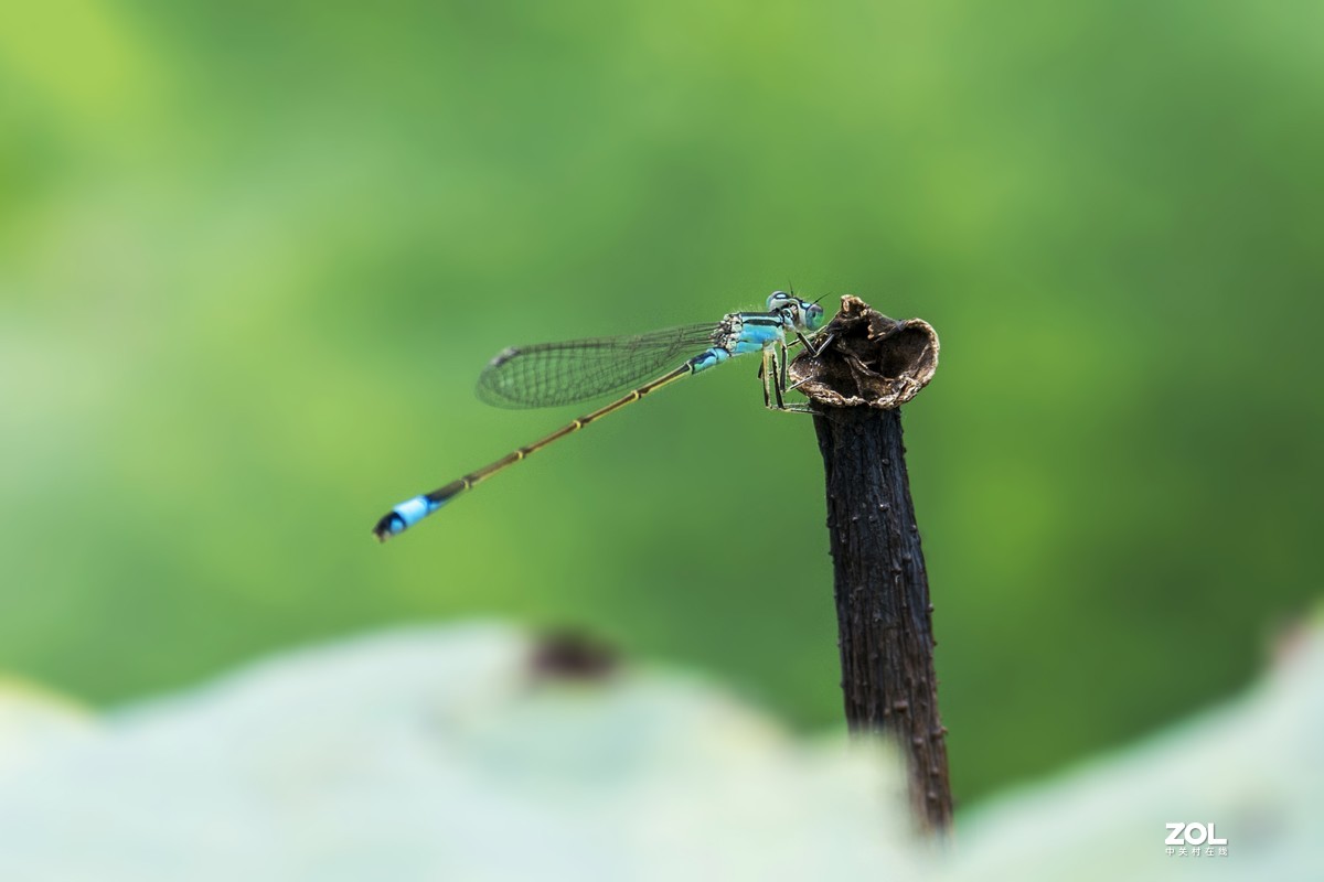 #微中有你#    蜻蜓