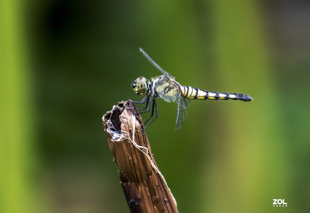 #微中有你#    蜻蜓