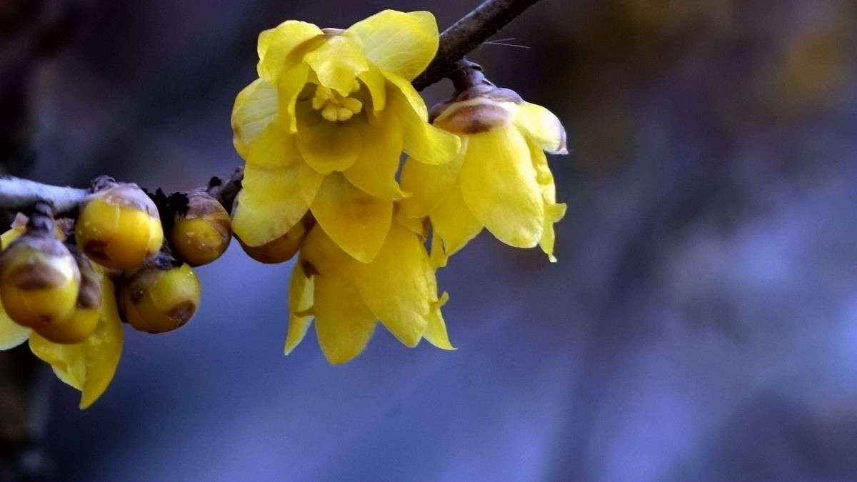 2022第一帖    新年腊梅花