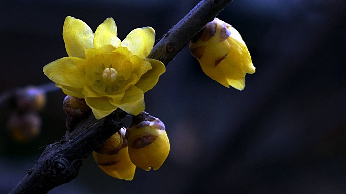 2022第一帖    新年腊梅花